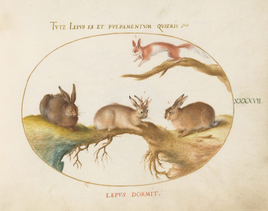 Plate XLVII of Animalia Qvadrvpedia et Reptilia (Terra) by Joris Hoefnagel, c. 1575 of a "horned hare"