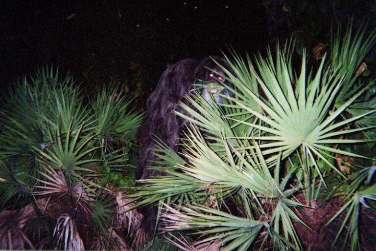 The Legend of the Elusive Florida Skunk Ape