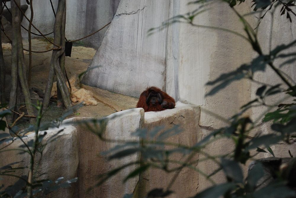 A lone orangutan resting on a concrete ledge in a zoo enclosure, partly hidden behind foliage