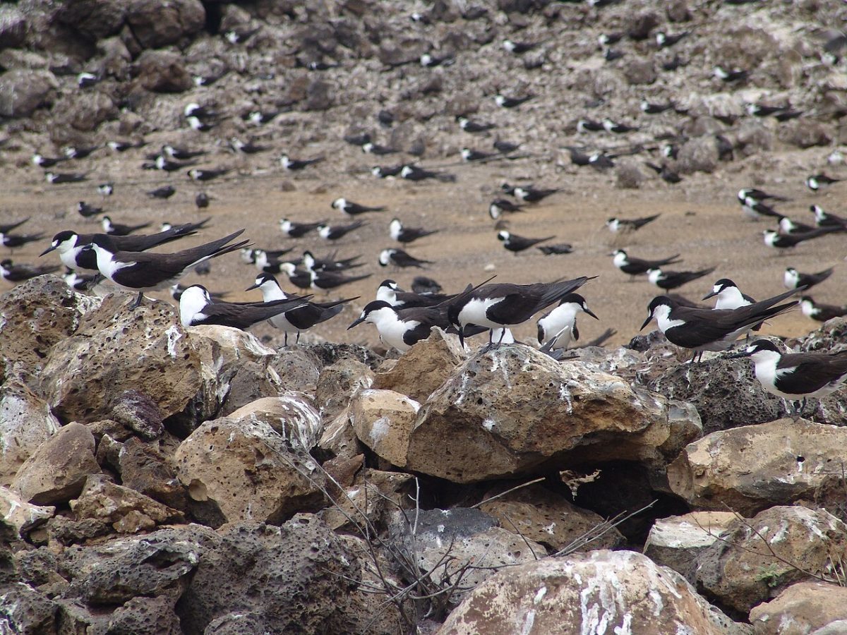 A dense colony of black and white sooty terns nesting on open volcanic rock and bare ground