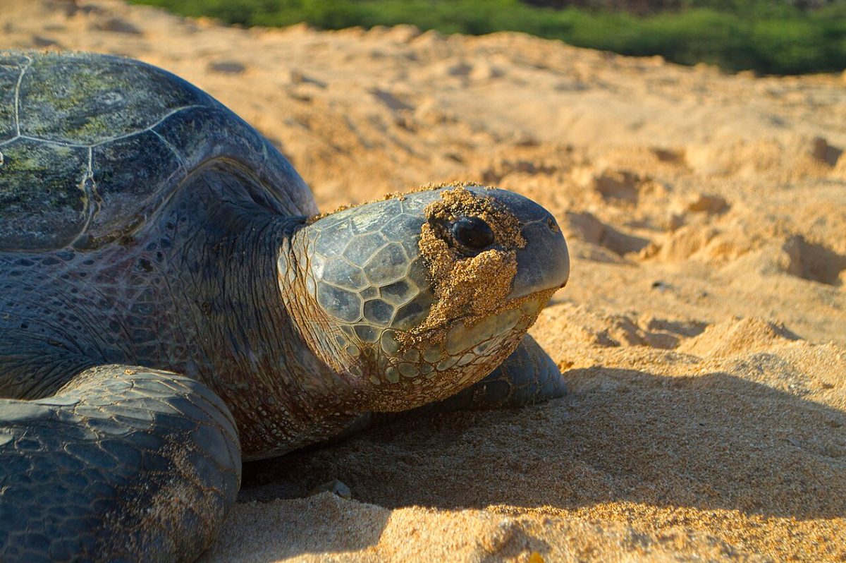 A green turtle on a sandy beach at dawn, sand clinging to its face, after laying eggs